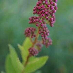 bud, ornamental shrub, flowers