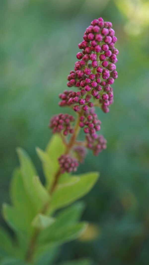 bud, ornamental shrub, flowers