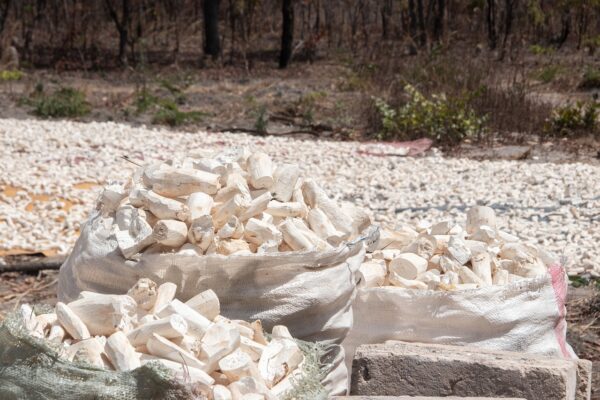 cassava, dried, farming