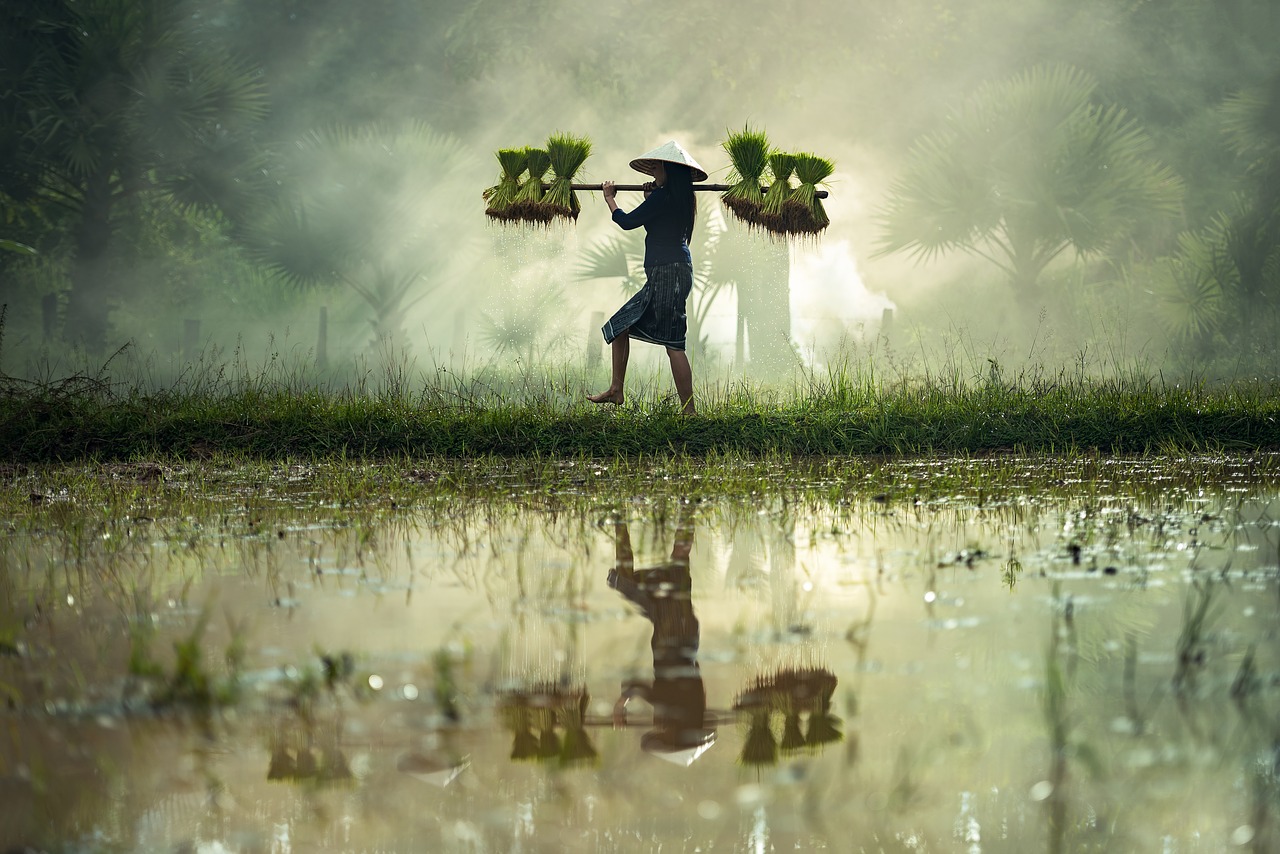 harvesting, myanmar, burma