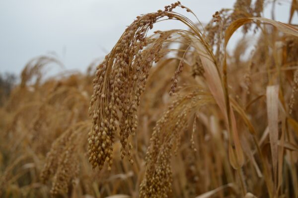 millet, field, agriculture