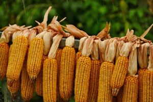 corn on the cob, drying, the harvested